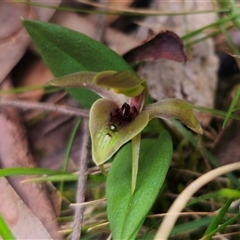 Chiloglottis sp. aff. jeanesii (Kybeyan Bird Orchid) by Csteele4