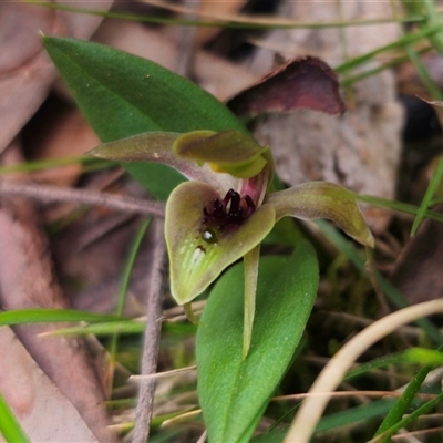 Chiloglottis sp. aff. jeanesii (Kybeyan Bird Orchid) at  - suppressed by Csteele4