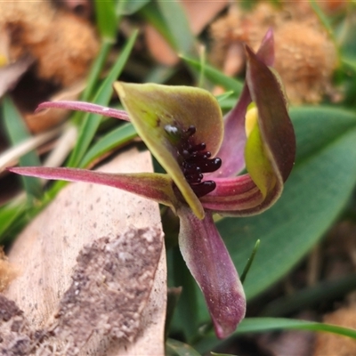 Chiloglottis sp. aff. jeanesii (Kybeyan Bird Orchid) at  - suppressed by Csteele4