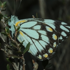 Belenois java (Caper White) at Anembo, NSW - 27 Oct 2025 by Csteele4