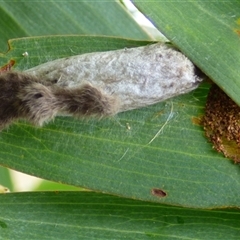 Unverified Moth (Lepidoptera) at Clifton Beach, TAS - 26 Oct 2025 by VanessaC