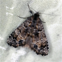 Arrade destituta (Cryptic Snout Moth) at O'Connor, ACT - 9 Dec 2020 by ibaird