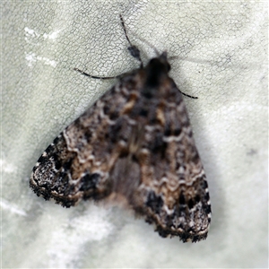 Arrade destituta (Cryptic Snout Moth) at O'Connor, ACT - 9 Dec 2020 by ibaird