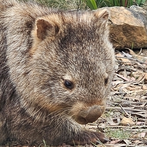 Vombatus ursinus (Bare-nosed Wombat, Common wombat) at Jingera, NSW - 27 Oct 2025 by Csteele4