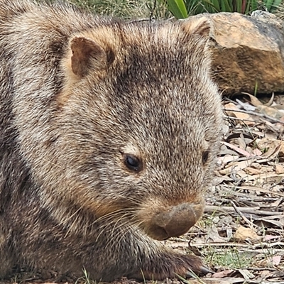 Vombatus ursinus (Bare-nosed Wombat, Common wombat) at Jingera, NSW - 27 Oct 2025 by Csteele4