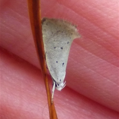 Thalerotricha mylicella (Wingia Group) at Clifton Beach, TAS - 26 Oct 2025 by VanessaC