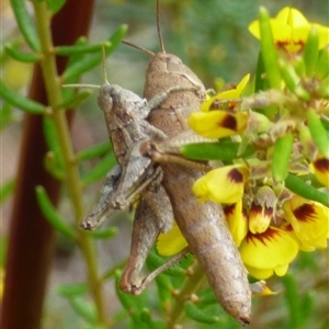 Tasmaniacris tasmaniensis (tasmanian grasshopper) at Clifton Beach, TAS - 26 Oct 2025 by VanessaC