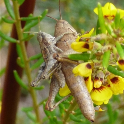 Tasmaniacris tasmaniensis (tasmanian grasshopper) at Clifton Beach, TAS - 26 Oct 2025 by VanessaC