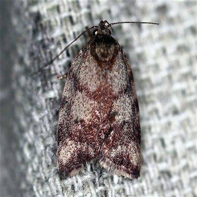 Syringoseca mimica (A Concealer moth (Wingia Group)) at O'Connor, ACT - 9 Dec 2020 by ibaird