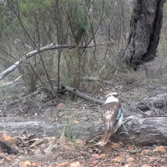 Dacelo novaeguineae (Laughing Kookaburra) at Watson, ACT - 27 Oct 2025 by WalterEgo