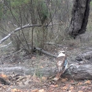 Dacelo novaeguineae (Laughing Kookaburra) at Watson, ACT - 27 Oct 2025 by WalterEgo