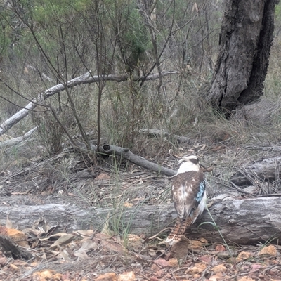 Dacelo novaeguineae (Laughing Kookaburra) at Watson, ACT - 27 Oct 2025 by WalterEgo