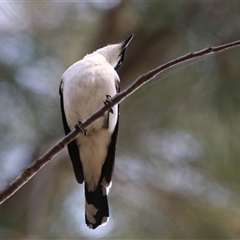 Lalage tricolor (White-winged Triller) at Fyshwick, ACT - 24 Oct 2025 by RodDeb