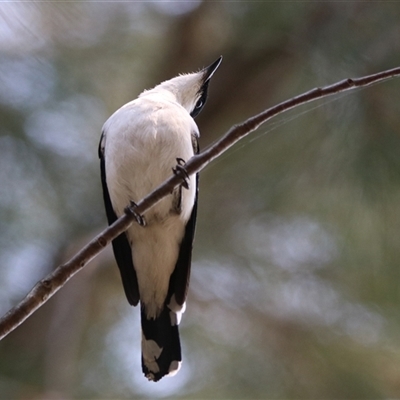Lalage tricolor (White-winged Triller) at Fyshwick, ACT - 24 Oct 2025 by RodDeb
