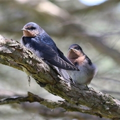 Hirundo neoxena (Welcome Swallow) at Fyshwick, ACT - 24 Oct 2025 by RodDeb