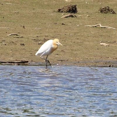 Bubulcus coromandus (Eastern Cattle Egret) at Fyshwick, ACT - 24 Oct 2025 by RodDeb