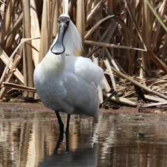 Platalea regia (Royal Spoonbill) at Fyshwick, ACT - 24 Oct 2025 by RodDeb