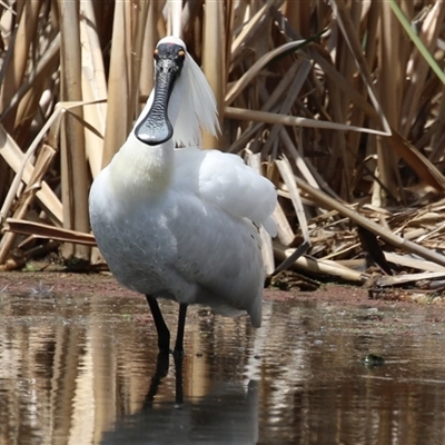 Platalea regia (Royal Spoonbill) at Fyshwick, ACT - 24 Oct 2025 by RodDeb