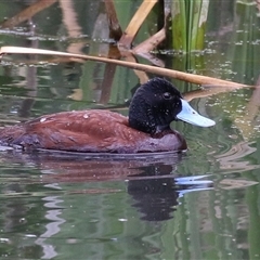Oxyura australis (Blue-billed Duck) at Fyshwick, ACT - 24 Oct 2025 by RodDeb