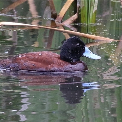 Oxyura australis (Blue-billed Duck) at Fyshwick, ACT - 24 Oct 2025 by RodDeb