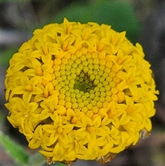 Ammobium craspedioides (Yass Daisy) at Burrinjuck, NSW - 27 Oct 2025 by Bidge