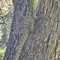 Intellagama lesueurii howittii (Gippsland Water Dragon) at Burrinjuck, NSW - 15 Oct 2025 by Bidge