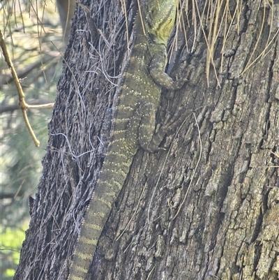 Intellagama lesueurii howittii (Gippsland Water Dragon) at Burrinjuck, NSW - 15 Oct 2025 by Bidge