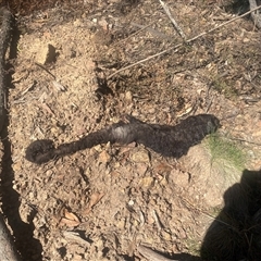 Petauroides volans at Brindabella, NSW - 11 Oct 2025 by strop7348