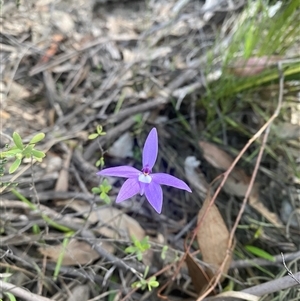 Glossodia major (Wax Lip Orchid) at Glenlee, VIC - 24 Oct 2025 by strop7348