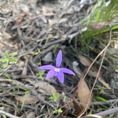 Glossodia major (Wax Lip Orchid) at Glenlee, VIC - 24 Oct 2025 by strop7348