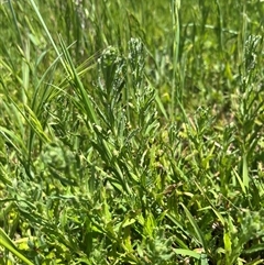 Epilobium hirtigerum (Hairy Willowherb) at Strathnairn, ACT - 27 Oct 2025 by Eland