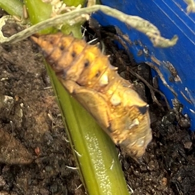 Unverified Butterfly (Lepidoptera, Rhopalocera) at Karabar, NSW - 25 Oct 2025 by Eland