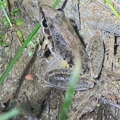 Litoria latopalmata (Broad-palmed Tree-frog) at Strathnairn, ACT - 21 Oct 2025 by Eland