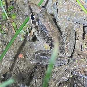 Litoria latopalmata (Broad-palmed Tree-frog) at Strathnairn, ACT - 21 Oct 2025 by Eland