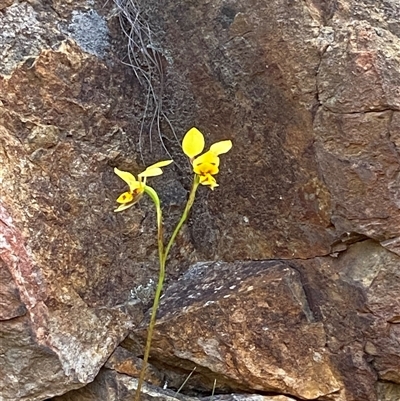 Diuris chryseopsis at Tibooburra, NSW - 24 Oct 2025 by strop7348