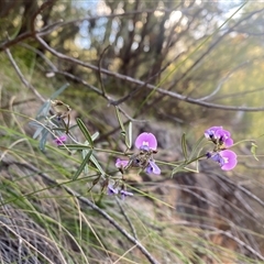Unverified Other Wildflower or Herb at Glenlee, VIC - 24 Oct 2025 by strop7348