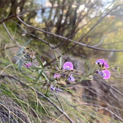 Unverified Other Wildflower or Herb at Glenlee, VIC - 24 Oct 2025 by strop7348