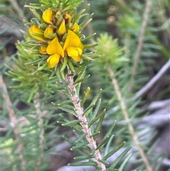 Phyllota phylicoides at Jerrawangala, NSW - 21 Aug 2024 by JaneR