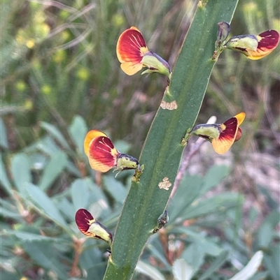 Daviesia leptophylla at Tianjara, NSW - 21 Aug 2024 by JaneR