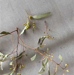 Eucalyptus blakelyi at Broke, NSW - 28 Oct 2025 by RoyP