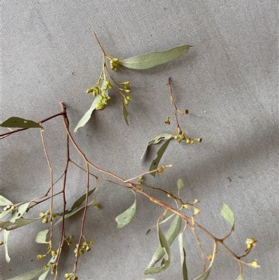 Eucalyptus blakelyi at Broke, NSW - 28 Oct 2025 by RoyP