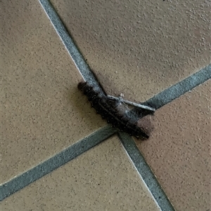 Arctiinae (subfamily) at Broke, NSW - 28 Oct 2025 by RoyP