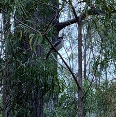 Unverified Intermediate size at Broke, NSW - 28 Oct 2025 by RoyP