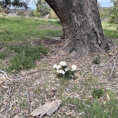 Viburnum tinus (Laurustinus) at Bonner, ACT - 30 Sep 2025 by Untidy