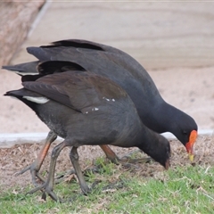 Gallinula tenebrosa (Dusky Moorhen) at Kioloa, NSW - 15 Jun 2014 by MichaelBedingfield