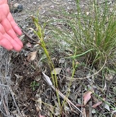 Diuris sp. (A Donkey Orchid) at Yarralumla, ACT - 28 Oct 2025 by Jenny54