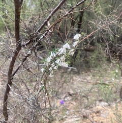Styphelia fletcheri subsp. brevisepala (Twin Flower Beard-Heath) at Brindabella, NSW - 12 Oct 2025 by strop7348