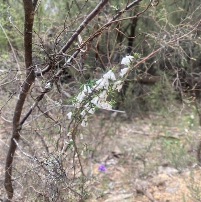 Styphelia fletcheri subsp. brevisepala (Twin Flower Beard-Heath) at Brindabella, NSW - 12 Oct 2025 by strop7348