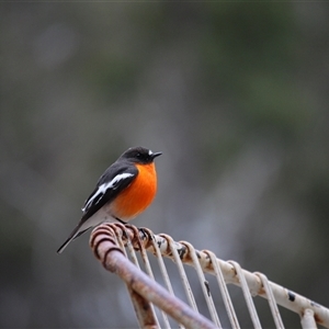 Petroica phoenicea (Flame Robin) at Brindabella, NSW - 21 Sep 2025 by strop7348