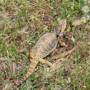 Pogona barbata (Eastern Bearded Dragon) at Tumblong, NSW - 28 Oct 2025 by GJSmall